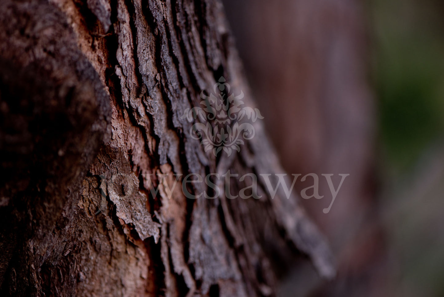 Jo Westaway stock: 190525-061