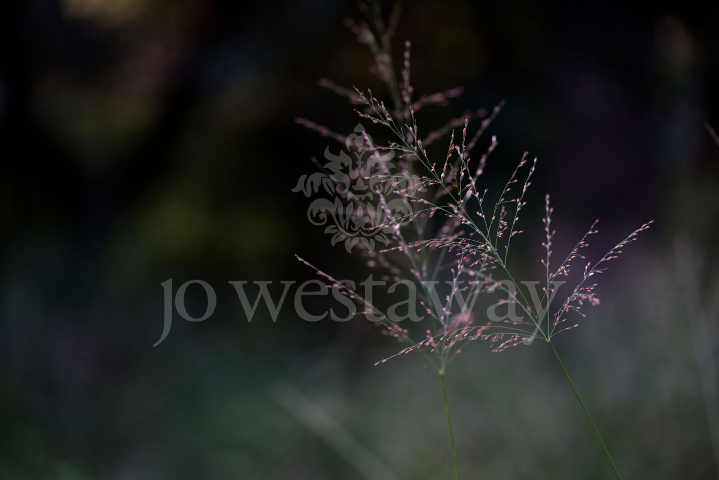 Jo Westaway stock: 190525-093