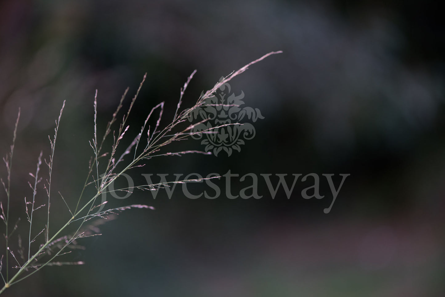 Jo Westaway stock: 190525-096