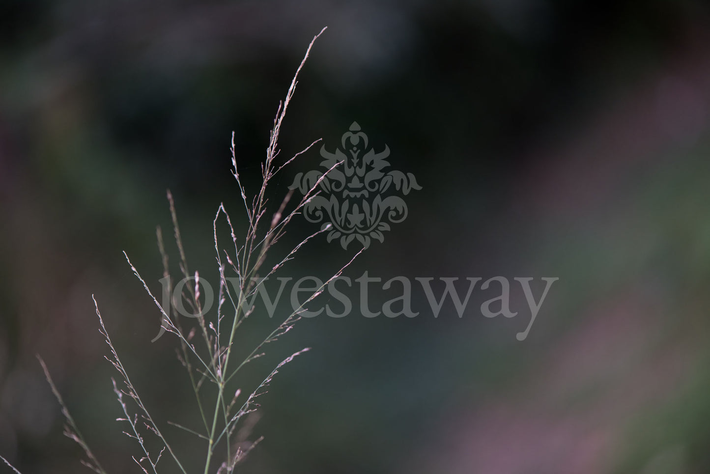 Jo Westaway stock: 190525-097
