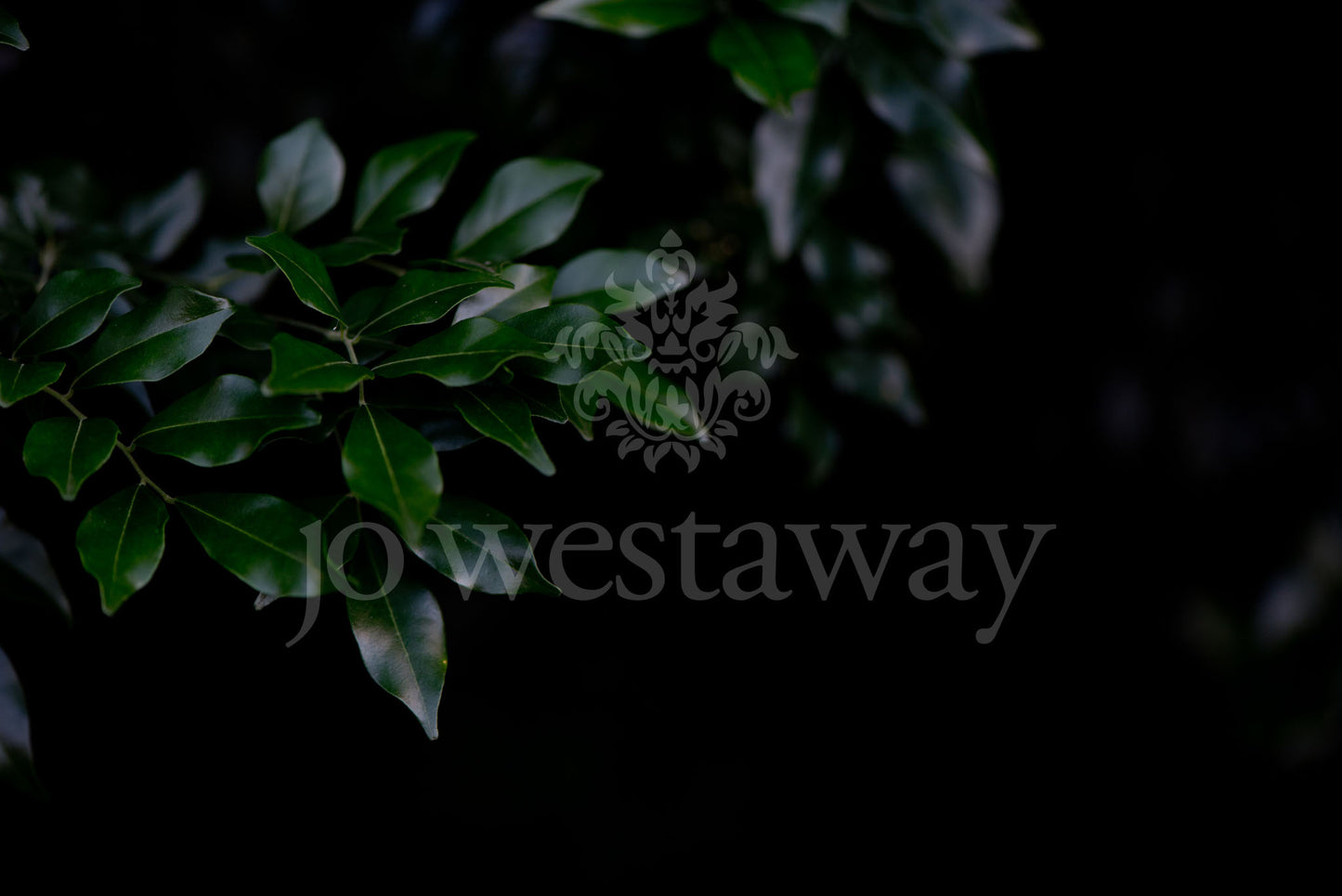 Jo Westaway stock: 190525-129