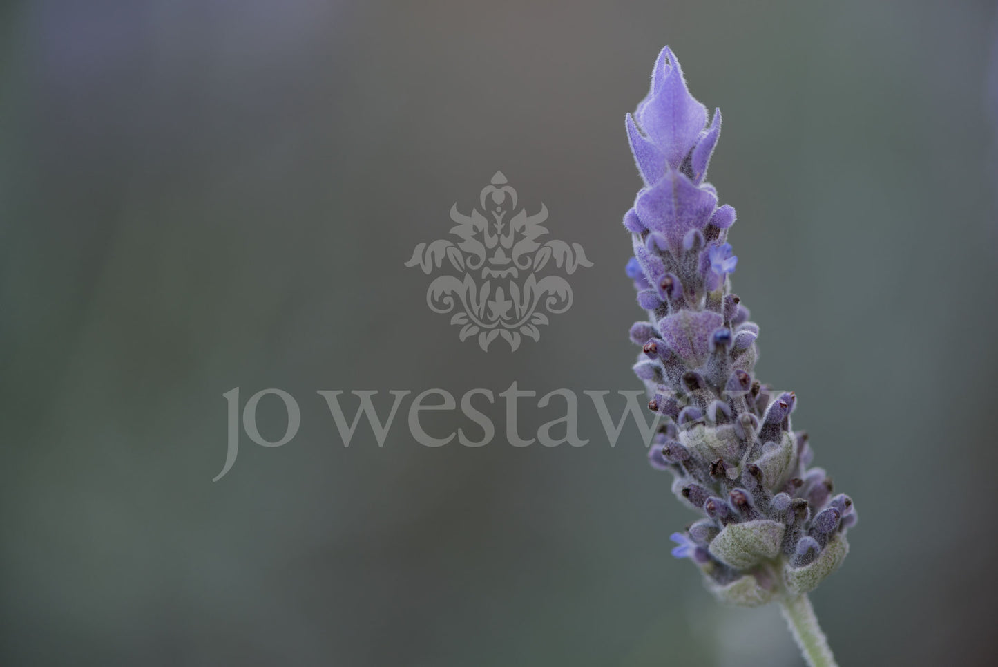 Jo Westaway stock: 190525-179