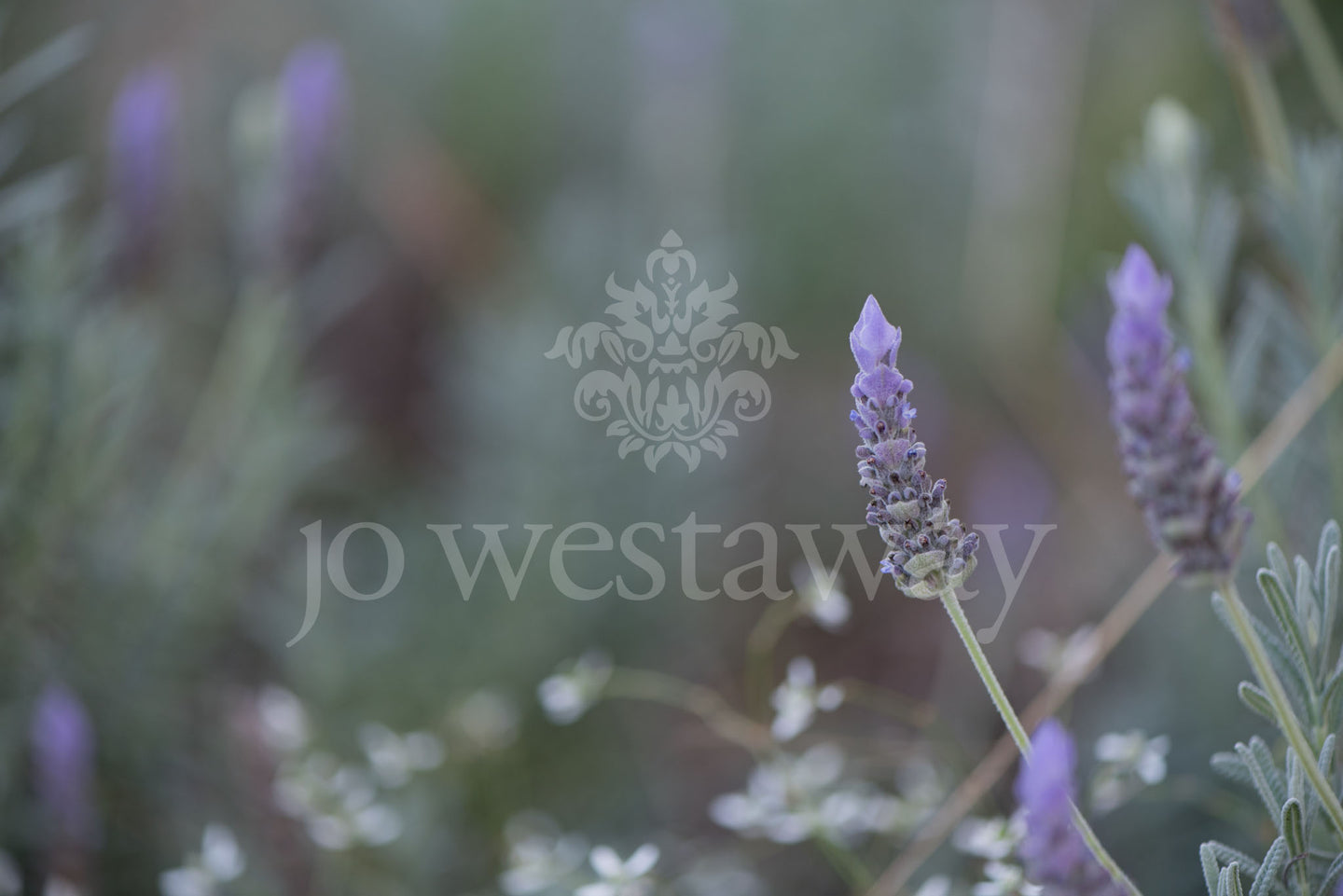 Jo Westaway stock: 190525-183