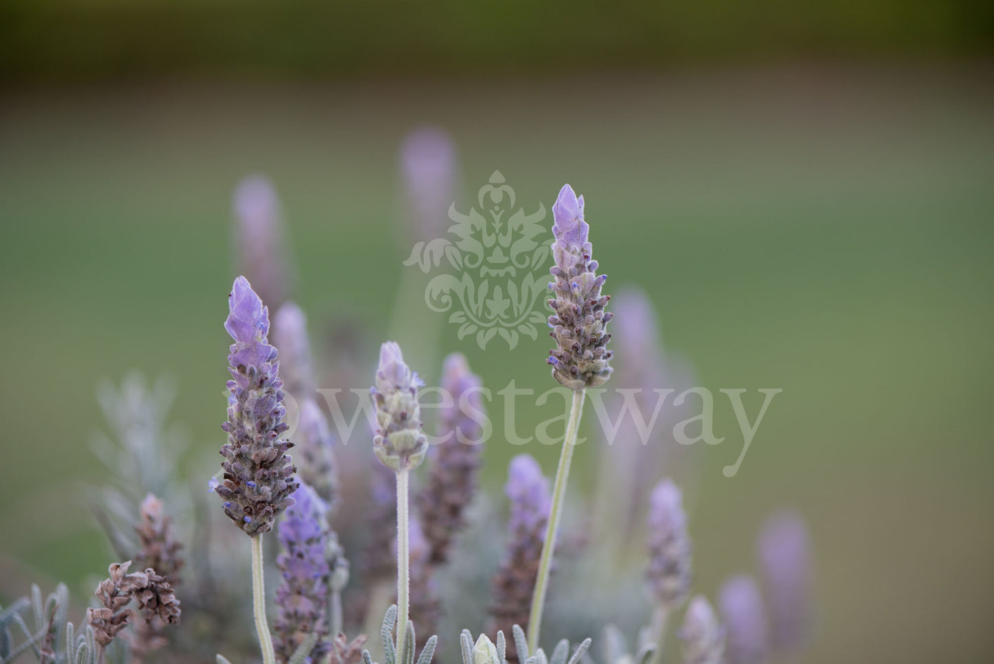 Jo Westaway stock: 190525-212