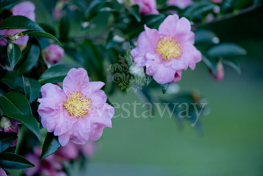 Jo Westaway stock: 190525-017
