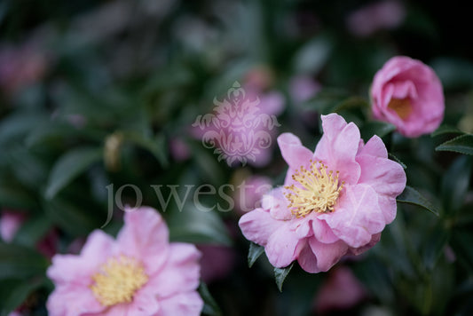Jo Westaway stock: 190525-024