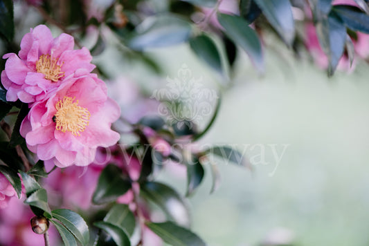 Jo Westaway stock: 190525-034