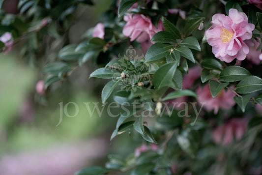 Jo Westaway stock: 190525-042