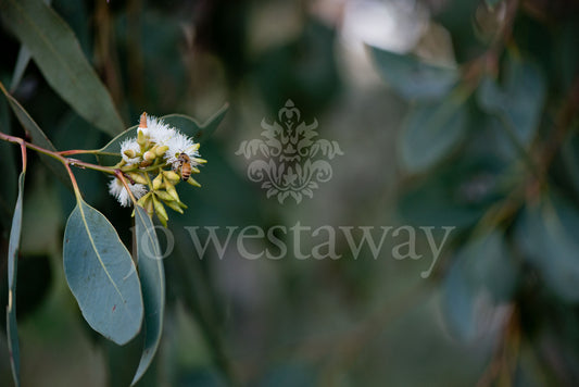 Jo Westaway stock: 190525-053