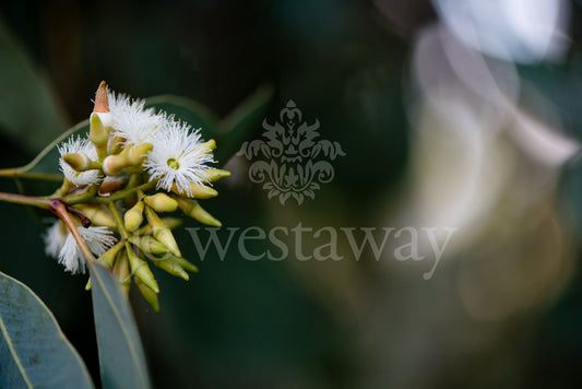 Jo Westaway stock: 190525-059