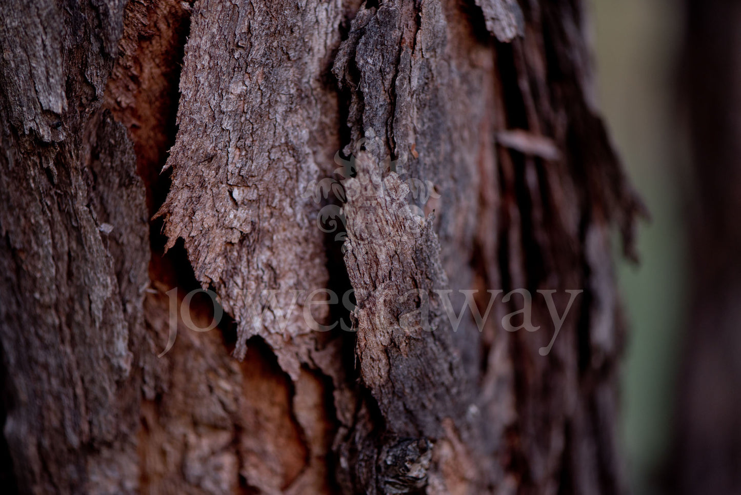Jo Westaway stock: 190525-063
