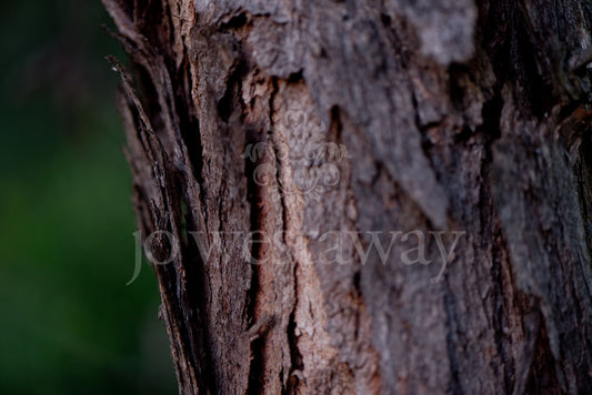 Jo Westaway stock: 190525-064