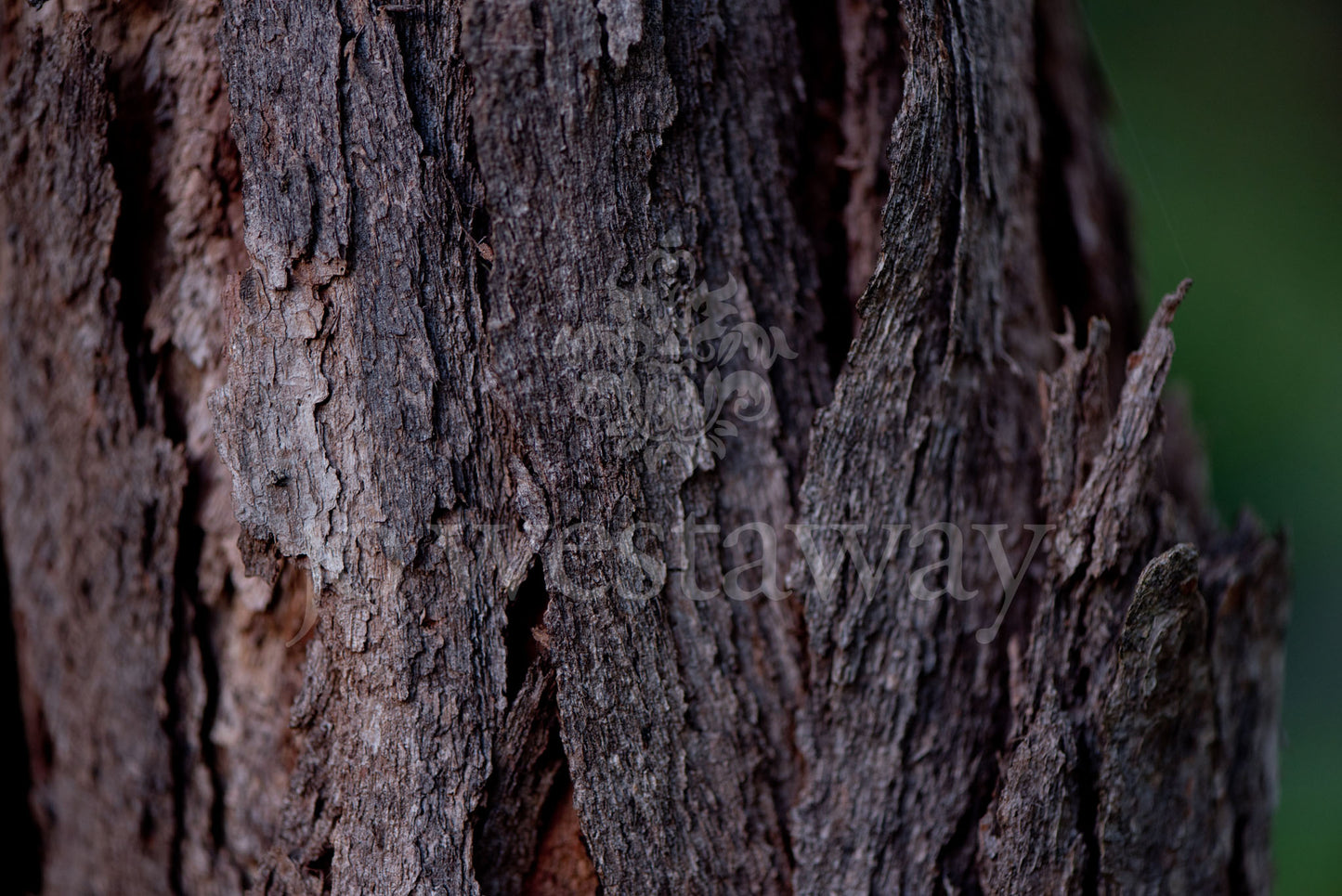 Jo Westaway stock: 190525-066