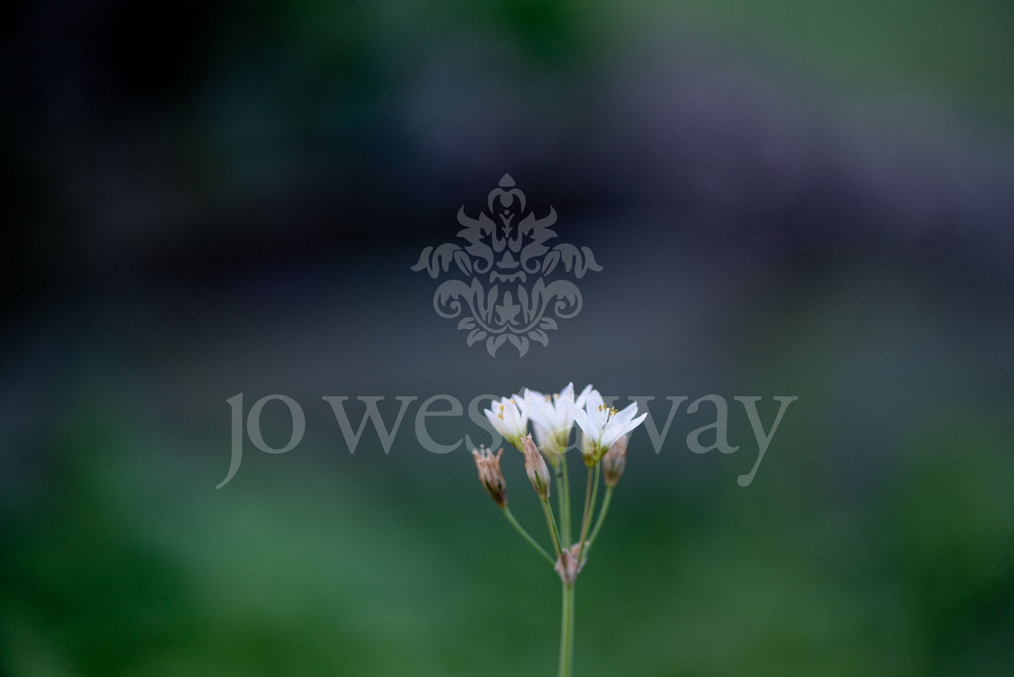 Jo Westaway stock: 190525-076