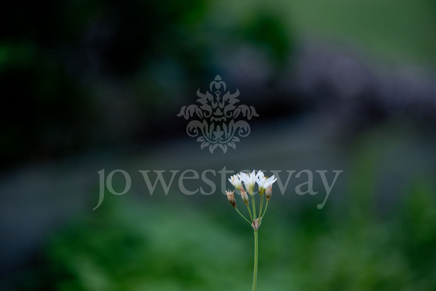 Jo Westaway stock: 190525-079
