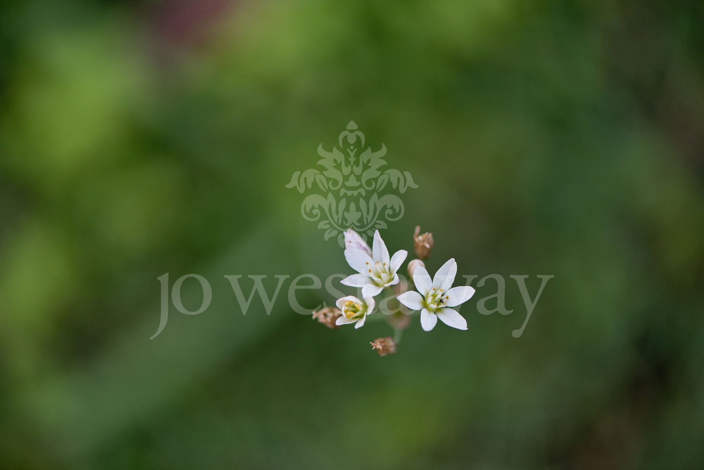 Jo Westaway stock: 190525-085