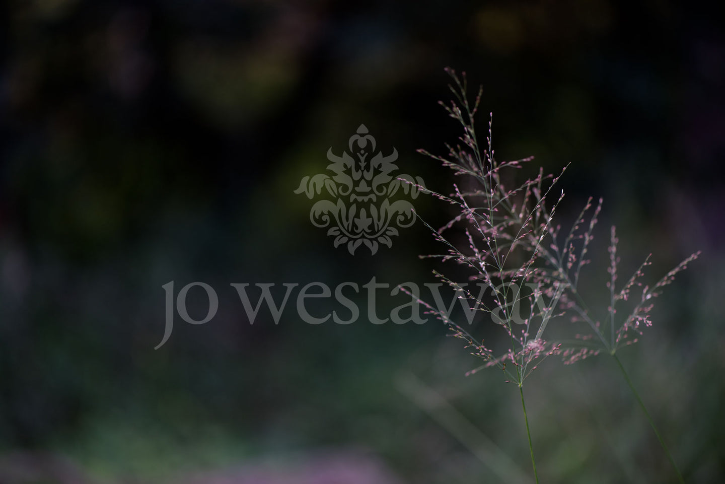 Jo Westaway stock: 190525-095