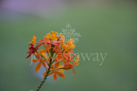 Jo Westaway stock: 190525-113
