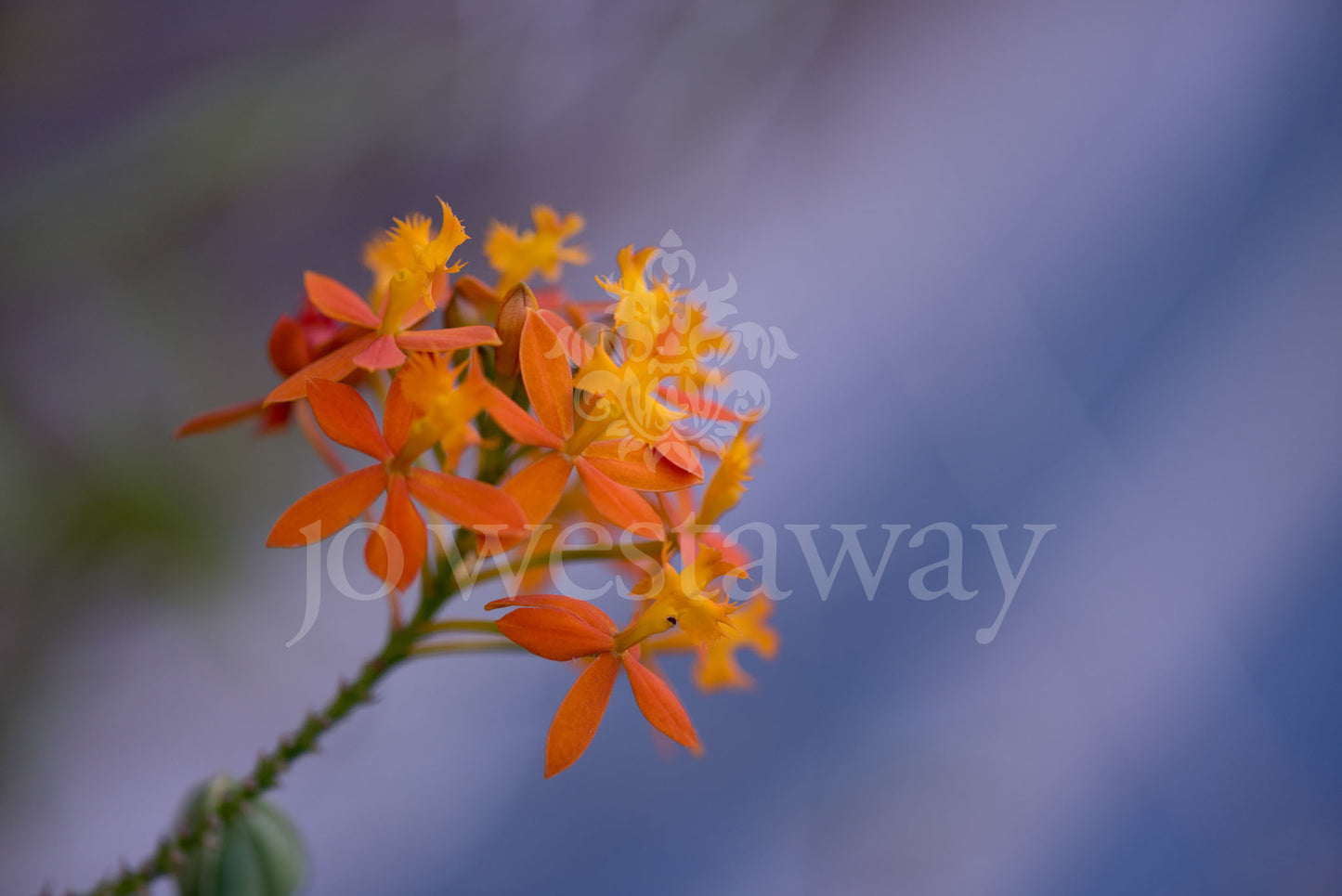 Jo Westaway stock: 190525-117