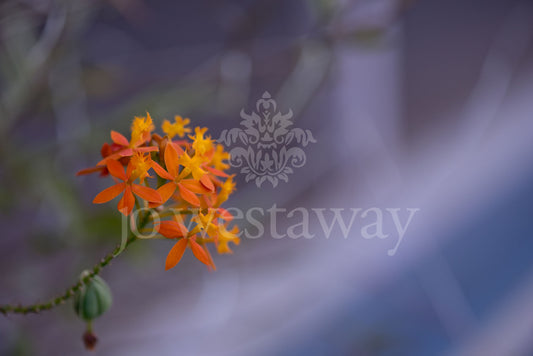 Jo Westaway stock: 190525-119