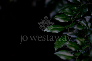 Jo Westaway stock: 190525-124