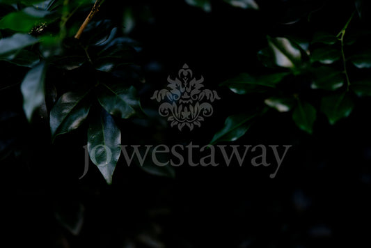 Jo Westaway stock: 190525-130