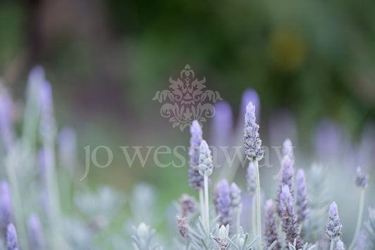 Jo Westaway stock: 190525-150