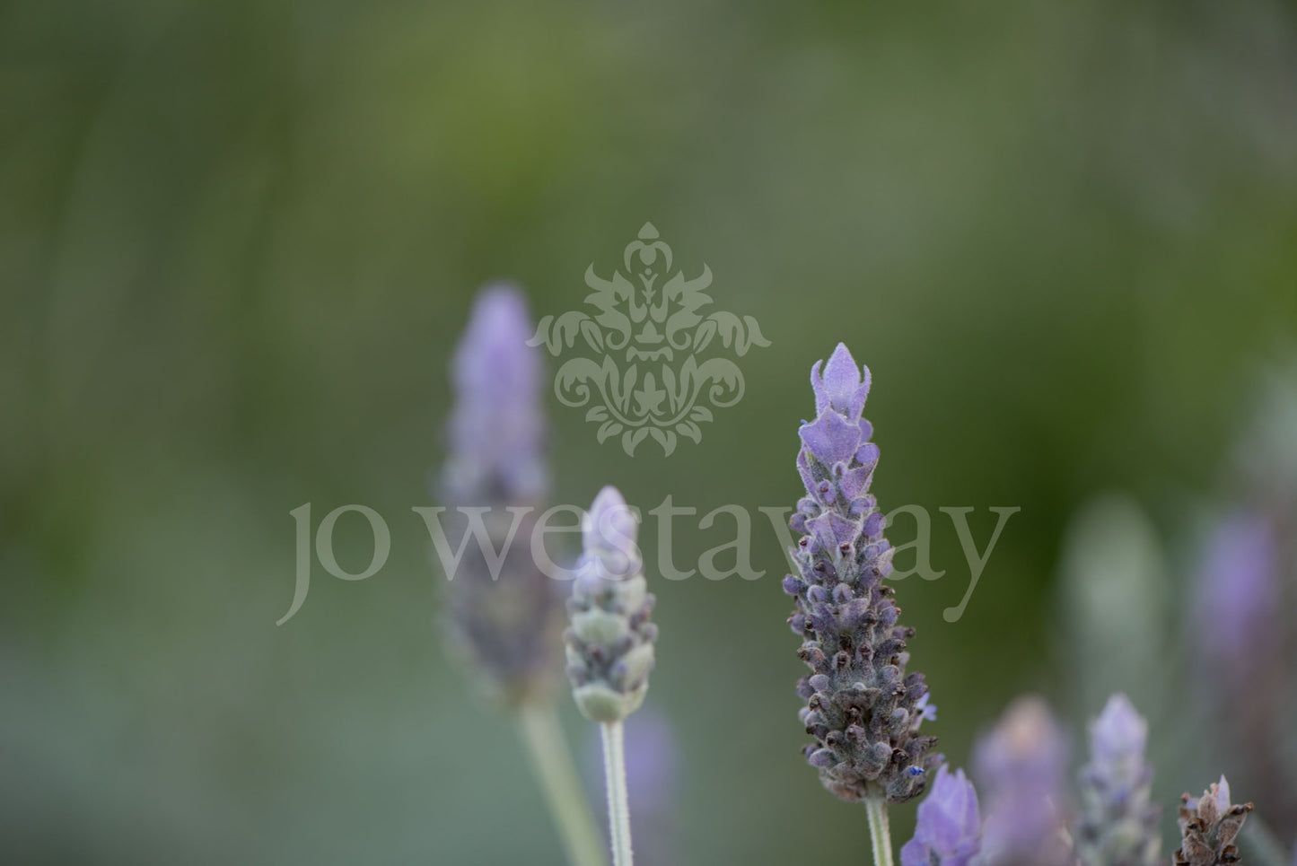 Jo Westaway stock: 190525-164