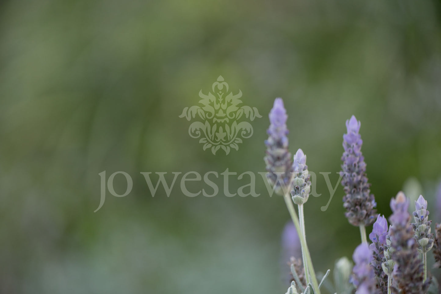 Jo Westaway stock: 190525-165