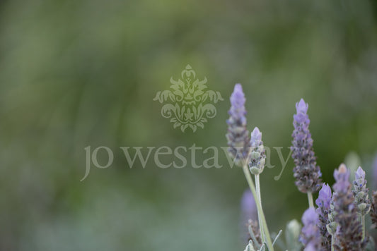 Jo Westaway stock: 190525-165
