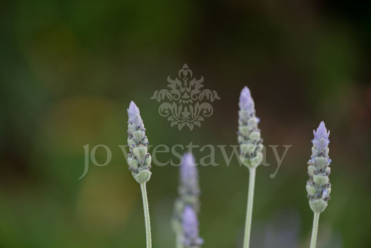 Jo Westaway stock: 190525-166