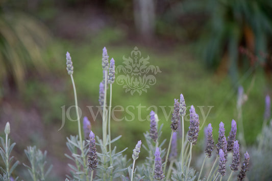 Jo Westaway stock: 190525-167