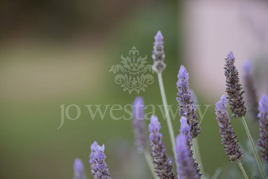 Jo Westaway stock: 190525-168