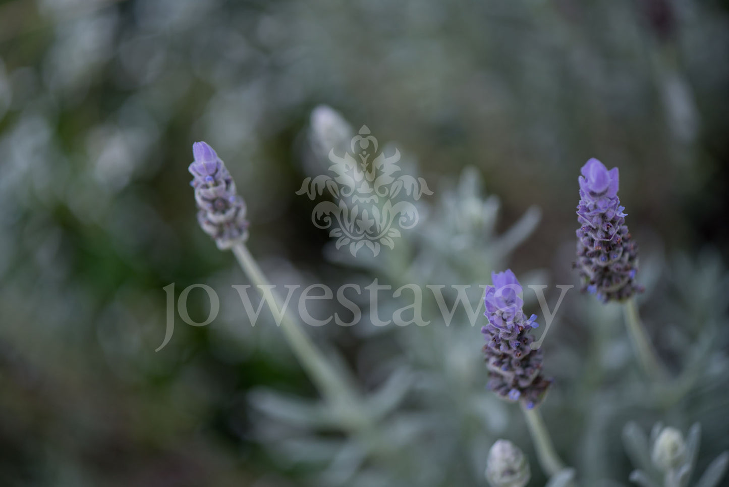 Jo Westaway stock: 190525-175