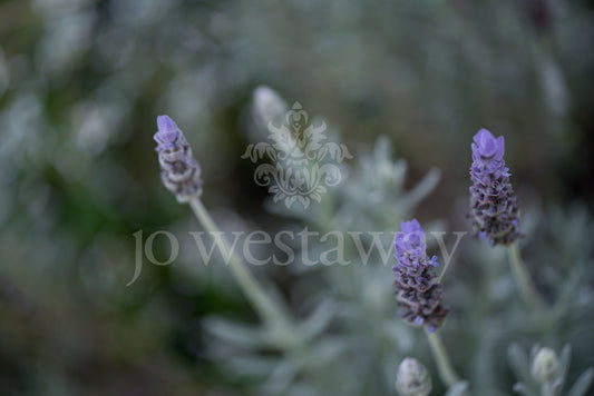 Jo Westaway stock: 190525-175