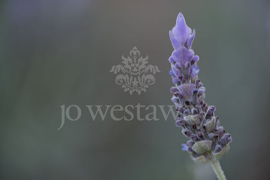 Jo Westaway stock: 190525-179