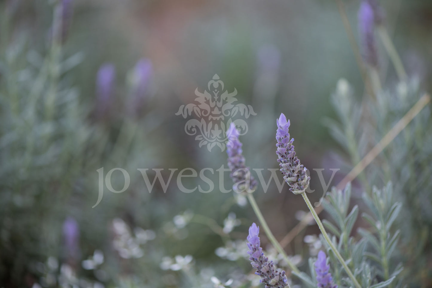 Jo Westaway stock: 190525-182