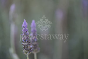 Jo Westaway stock: 190525-192