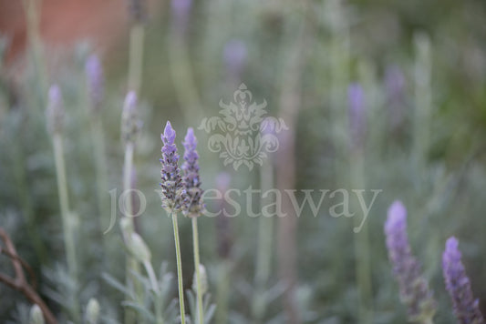Jo Westaway stock: 190525-196