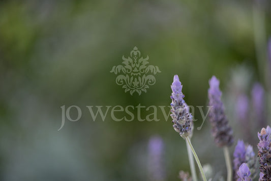Jo Westaway stock: 190525-205