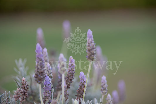Jo Westaway stock: 190525-211