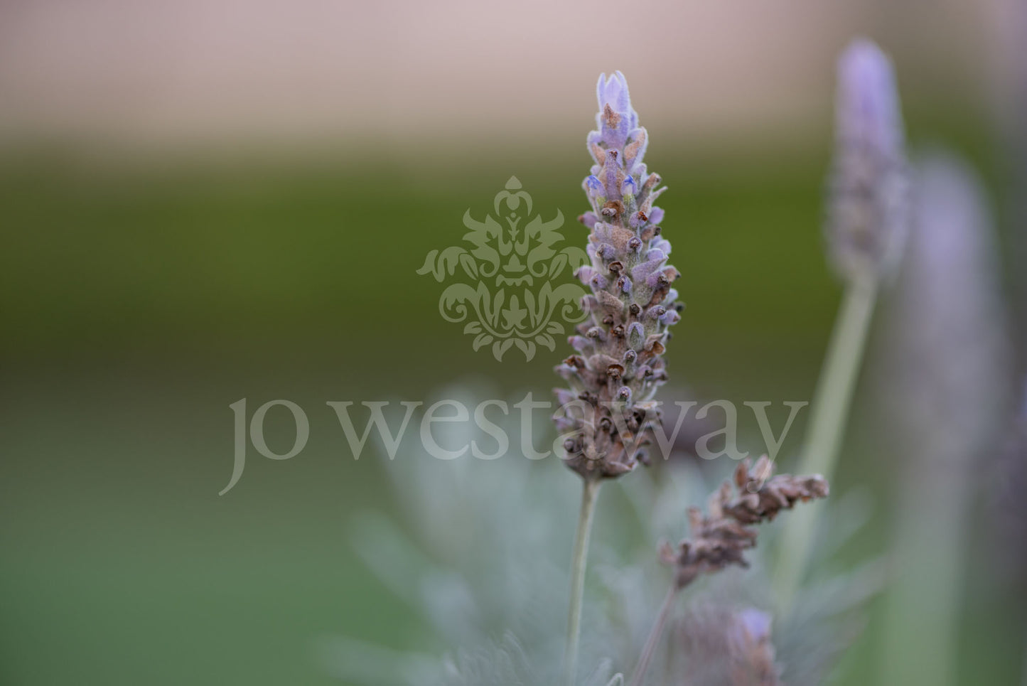 Jo Westaway stock: 190525-214
